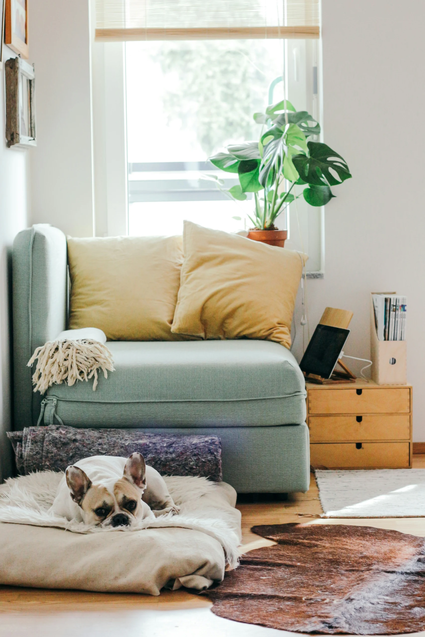 A cozy living room corner with a light blue sofa, yellow cushions, and sunlight streaming through replacement windows onto a French Bulldog lying on a soft white rug, surrounded by a potted plant and a stack of books.